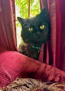 Black cat with yellow eyes peeks through red curtain, sitting on a red textured surface. Green foliage in background.