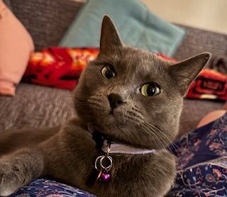 Gray cat wearing a collar with bell, looking at the camera with a curious expression, resting on a couch.