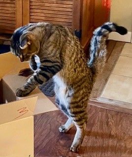 Tabby cat stands on hind legs, looking into an open cardboard box. Tail curved, indoor setting.
