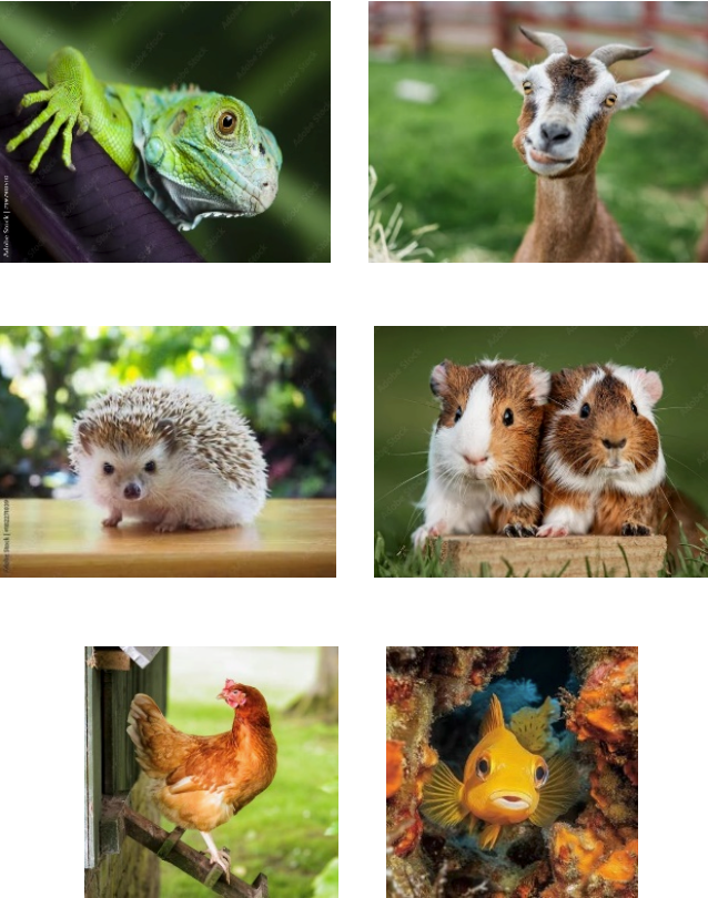 Here's the alt text:
Six images of animals: a green iguana, a goat, a hedgehog, two guinea pigs, a chicken, and a yellow fish.