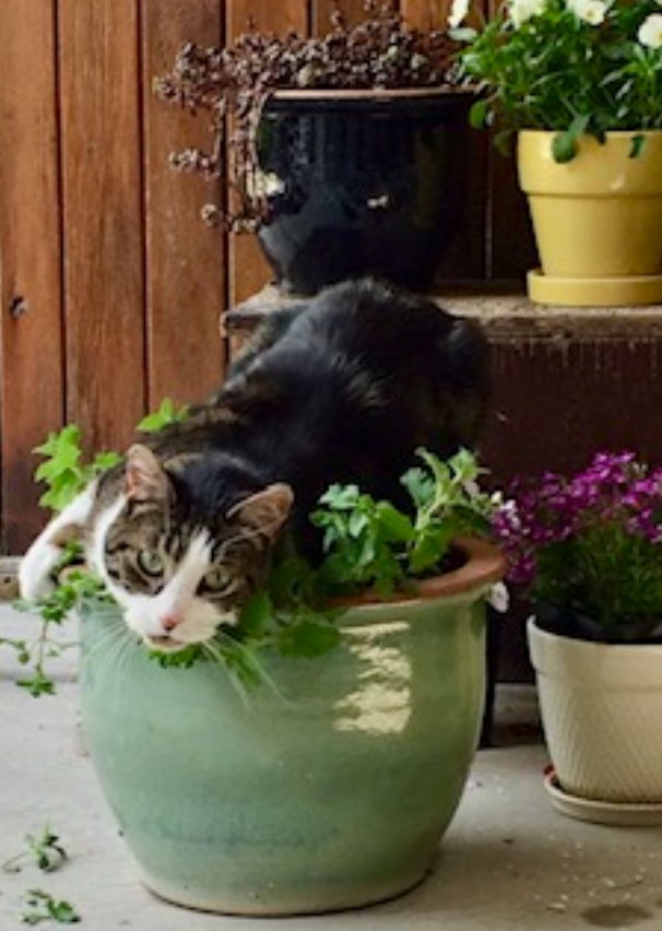 Cat nestled in a green plant pot, surrounded by other potted plants. The cat is mostly black and white with a curious expression, set against a wooden background.