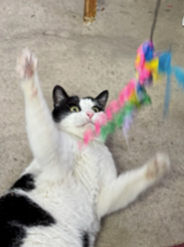 A black and white cat playfully reaching for a colorful toy on a concrete floor. The cat is on its back, with its eyes open and playful expression.
