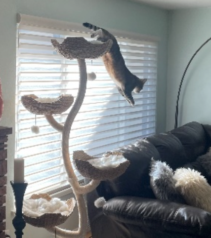 Cat leaping from a tree-shaped cat tower near a window, with a brown leather couch in the foreground.