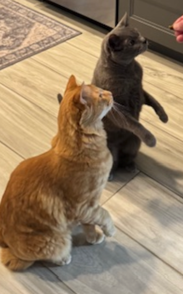 An orange cat and a gray cat, looking up for treats on a light wood floor. The gray cat is standing.