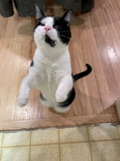 Black and white cat standing on its hind legs, looking upwards. The cat has a pink nose and is on a wooden floor.