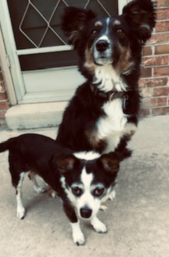 Two dogs, one large and one small, posing outdoors. The large dog has black and brown fur, the smaller is mostly black and white.