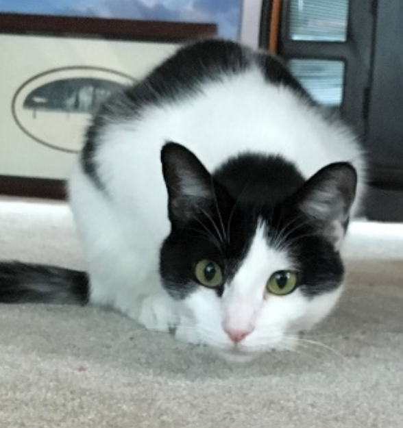 Black and white cat crouched low, with green eyes focused forward on a light-colored carpet.