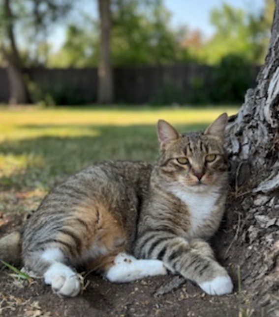 A tabby cat with white paws and chest rests beside a tree in a grassy backyard, looking at the camera.