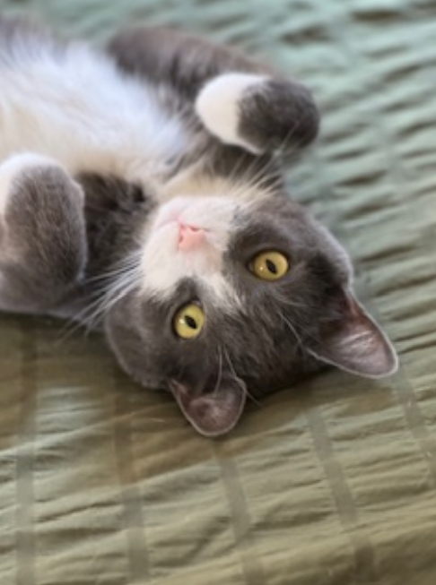 Gray and white cat lying on its back, looking at the viewer with open eyes, on a green patterned surface.
