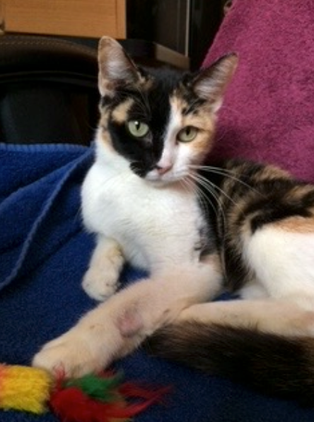 Calico cat with a split-face and white chest, lying on a blue blanket, looking at the viewer.
