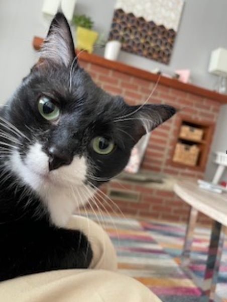 Black and white tuxedo cat with green eyes, looking directly at the viewer. The cat is in a living room setting.