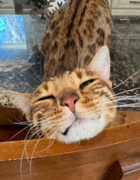 Happy Bengal cat with closed eyes and a smile, resting on a wooden surface, with patterned fur and a blurred background.