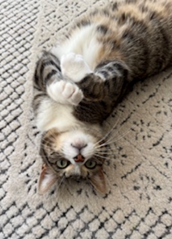 A tabby cat with a white chest lies upside down on a patterned rug, paws crossed and looking at the viewer.