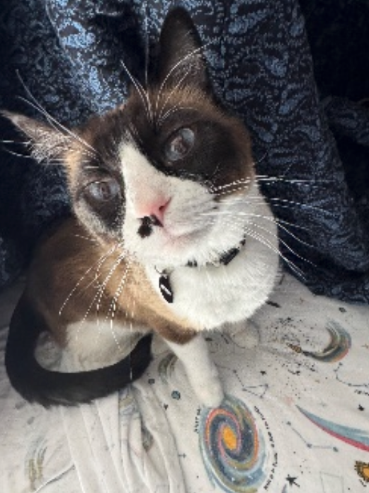 Snowshoe cat with brown and white markings, wearing a collar, looking at the camera with a curious expression.