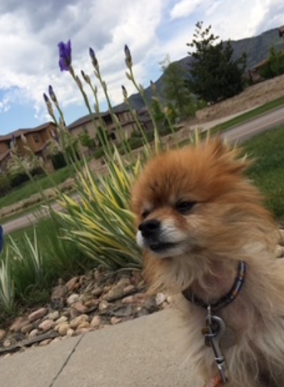 Small, fluffy brown Pomeranian dog on a leash, looking to the side on a sidewalk. Tall plants and houses are in the background under a cloudy sky.