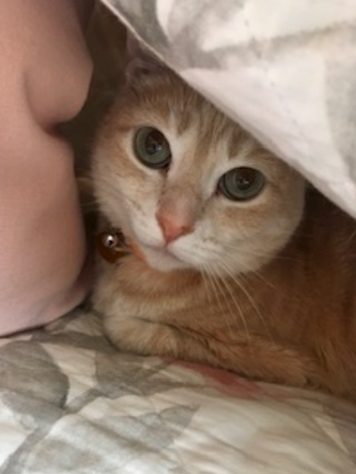 Orange tabby cat with wide green eyes peeking from under a white blanket. Wearing a collar with a bell.