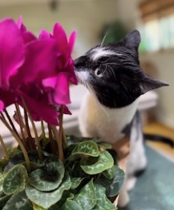 A black and white cat sniffing a vibrant pink cyclamen flower in a home setting. The cat has a curious expression.