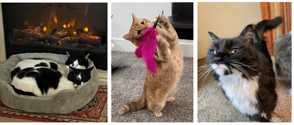 Three photos of cats: two black and white cats sleeping in a bed; a standing orange cat playing with a pink toy; and a black and white cat with an angry face.