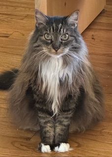 Long-haired gray tabby cat with white bib and paws, sitting on wooden floor.