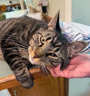 Tabby cat being petted, resting on a table. Brown and black striped fur, relaxed expression.