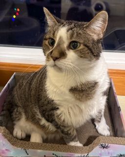 Tabby and white cat sits in a patterned cardboard box, looking alert.