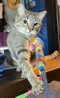 Tabby cat reaching for a colorful toy, eyes focused, on a dark surface.