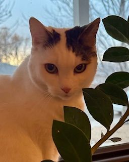 White cat with dark markings on head looks intently towards the camera, green plant in the foreground, window background.