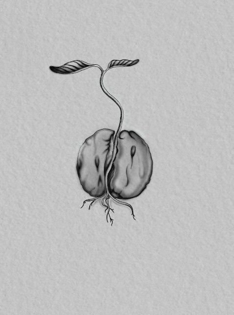 Sprouting seed with two cotyledons and small leaves, sketched in grayscale.