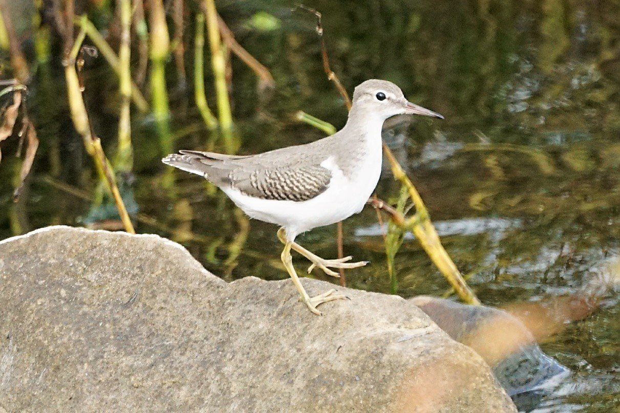 A small bird is standing on a rock near the water.