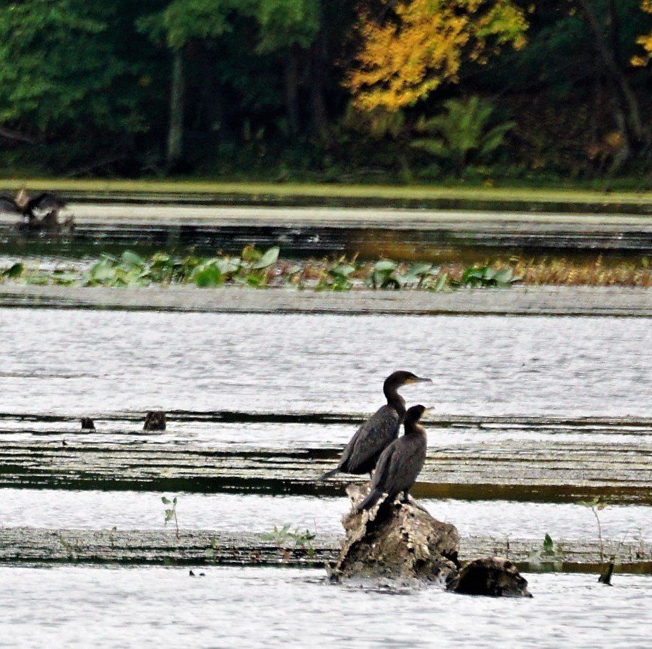Two ducks are sitting on a log in the water