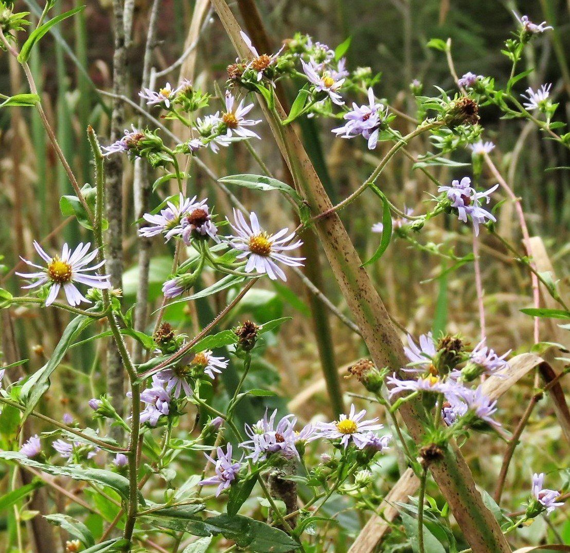 A bunch of purple flowers with a yellow center are growing on a plant.