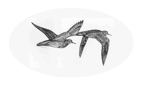 A black and white drawing of two ducks flying in the air.