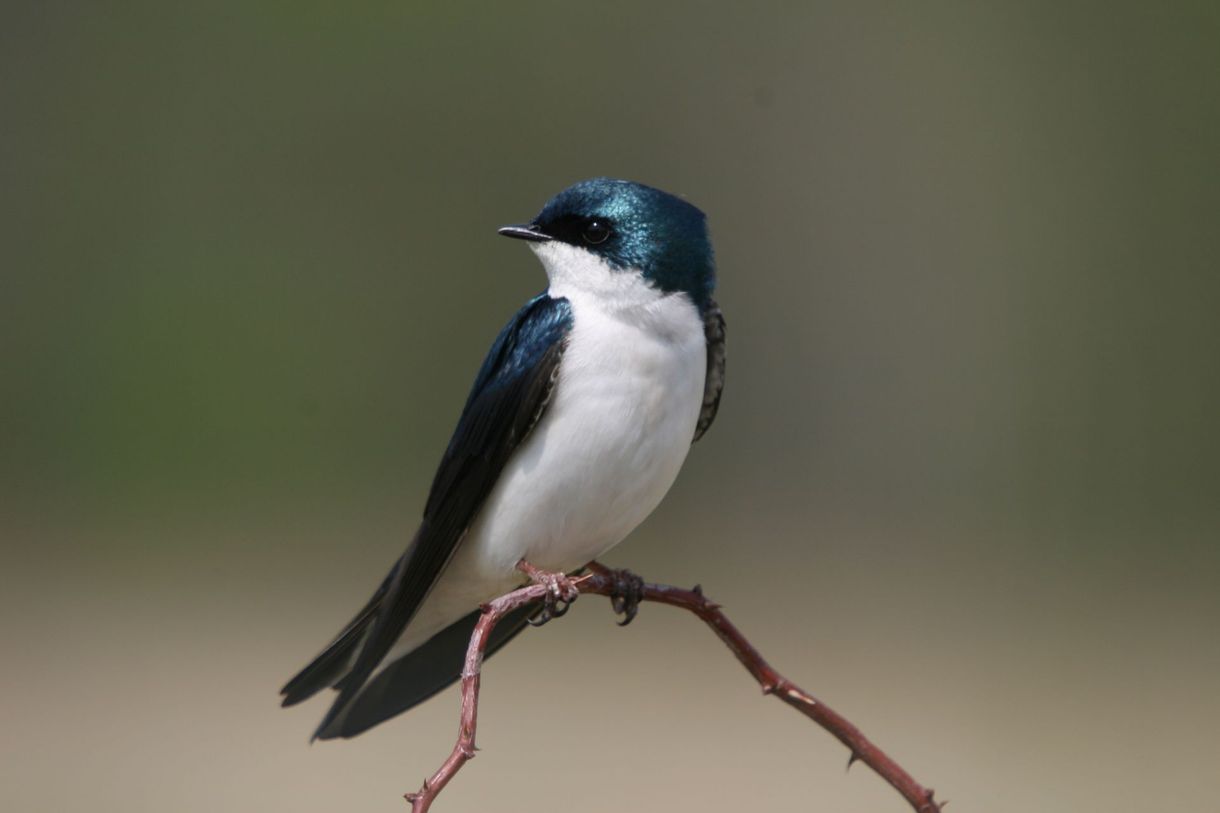 A blue and white bird perched on a branch.