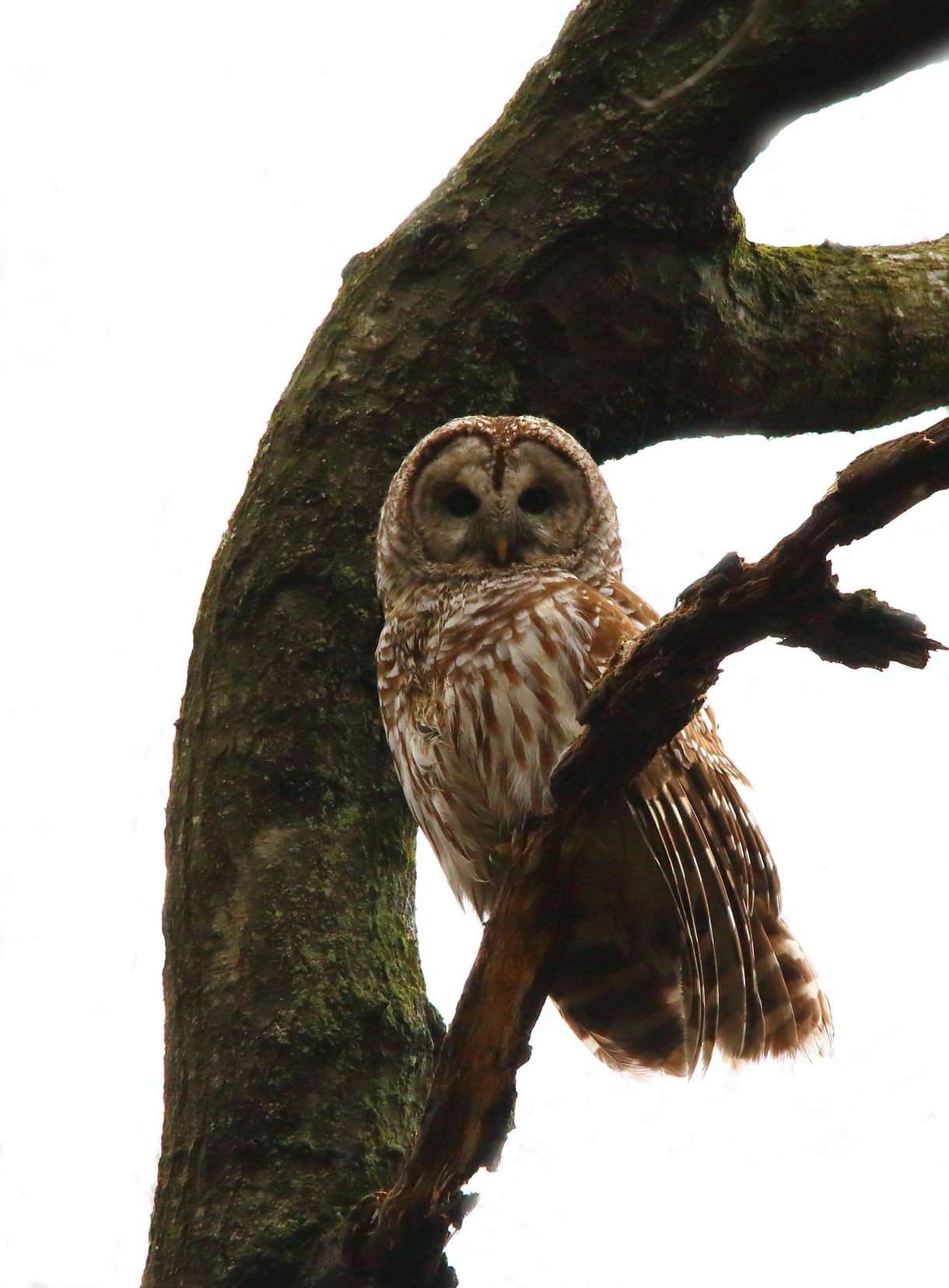 An owl perched on a tree branch with a white background