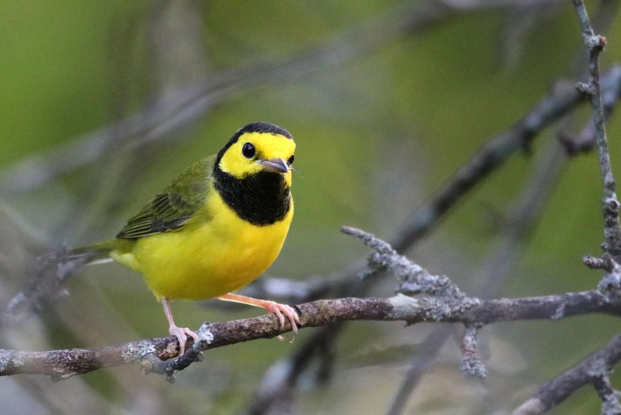 A small yellow and black bird perched on a tree branch.
