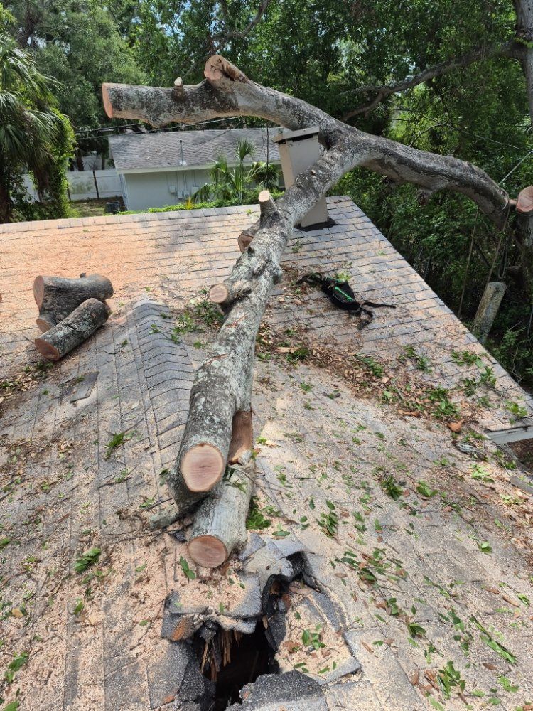 Emergency Tree Service Tampa, FL