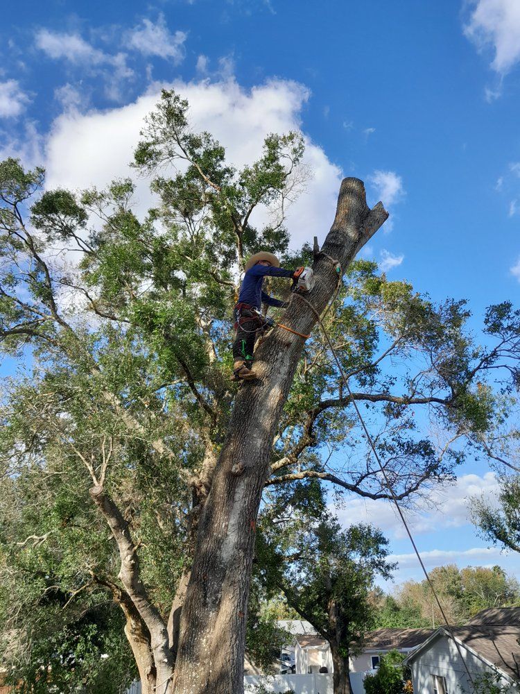 Tree Trimming Tampa, FL