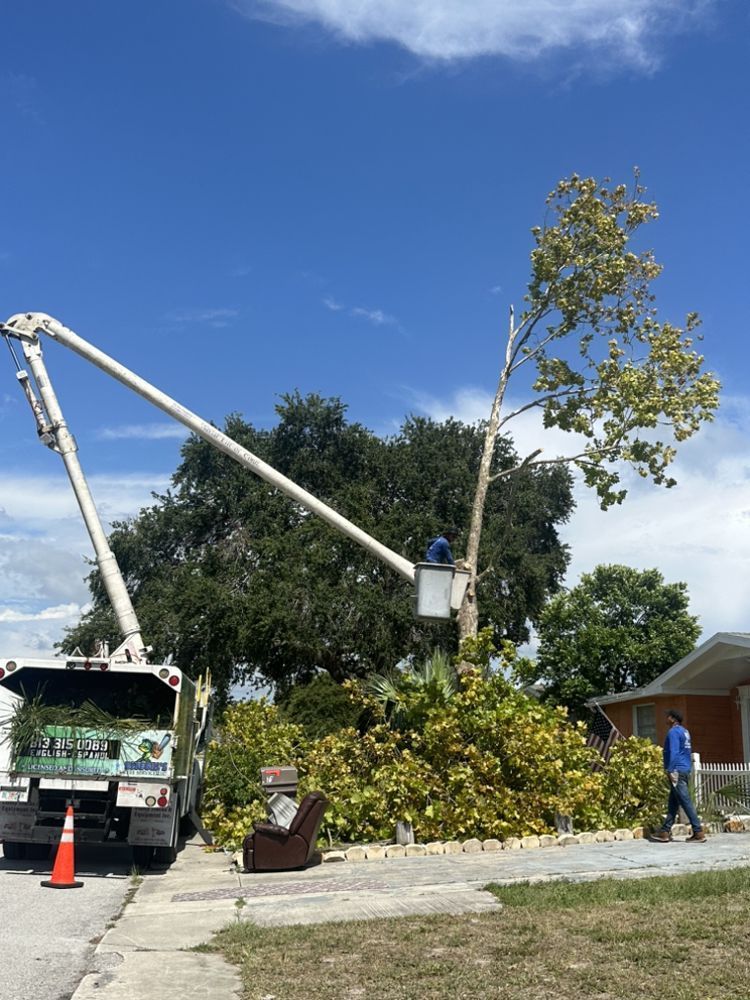 Emergency Tree Service Tampa