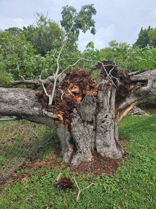 Tampa Emergency Tree Removal Service