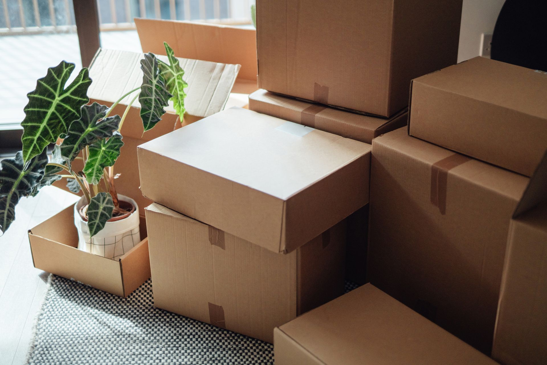 A stack of cardboard boxes and a potted plant in a living room.