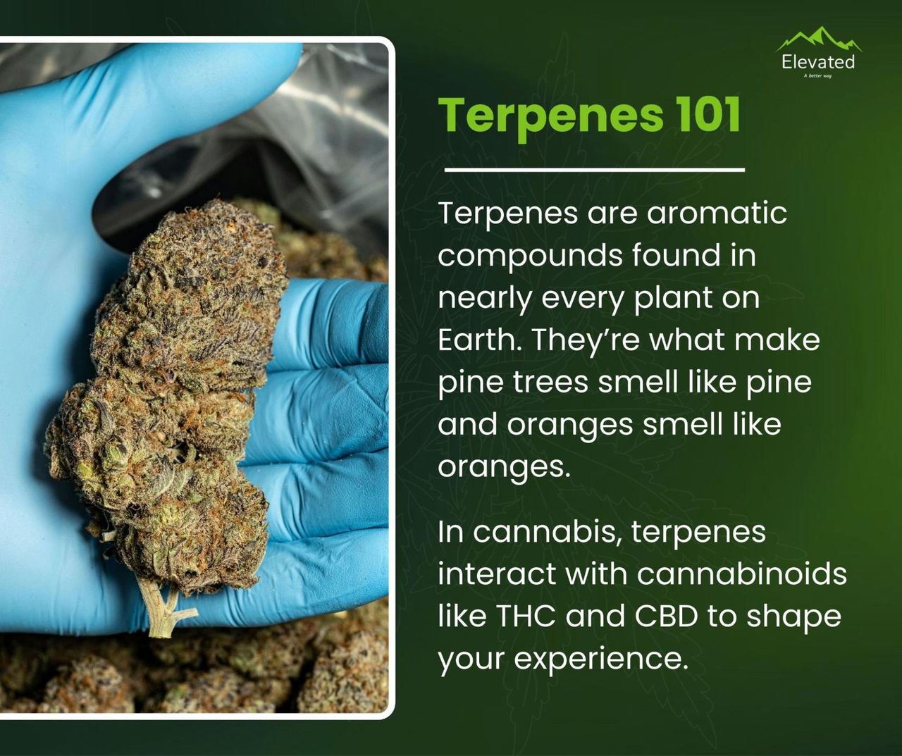 How Long Does THC From a Vape Stay in Your System?