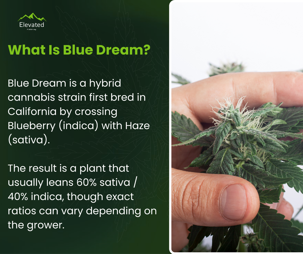 elf bar vape uk Blue Dream: Cannabis Strain Guide