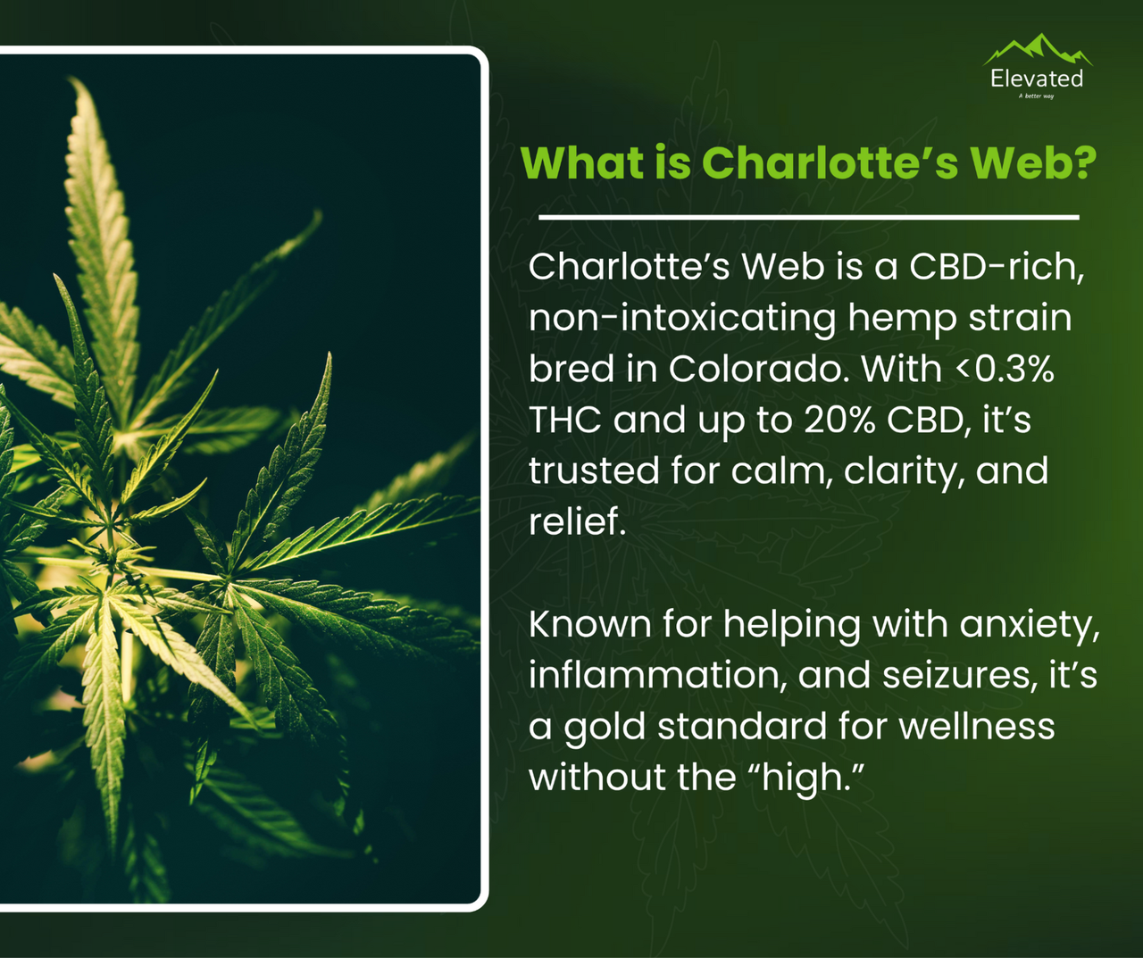 Huckleberry  Charlotte's Web Strain Guide | Elevated MT