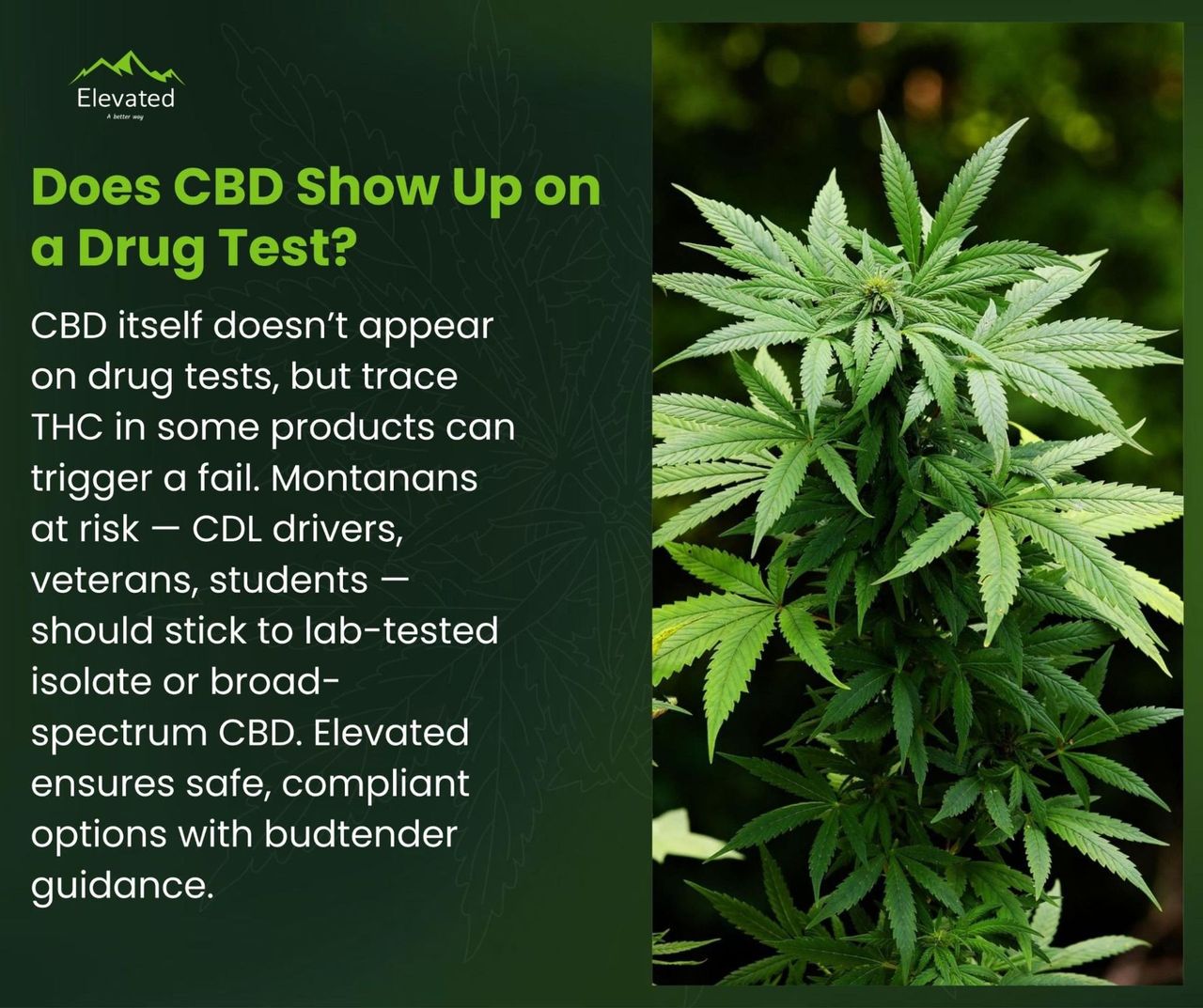 elfbar elfa master akku Single vaping episode of cannabis could yield positive results in urine  drug tests