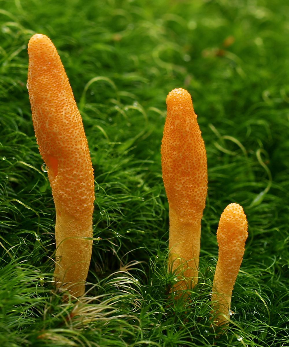 Codyeps  Militaris