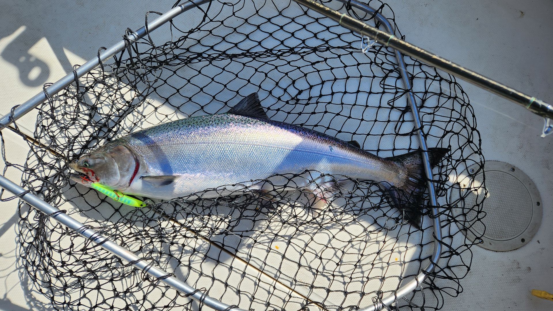 A silver fish with blue markings in a fishing net on a boat.