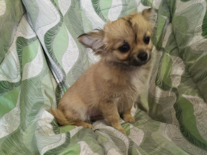 Chihuahua cucciolo