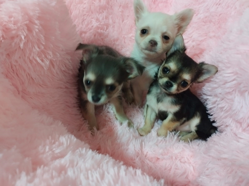 chihuahua cuccioli