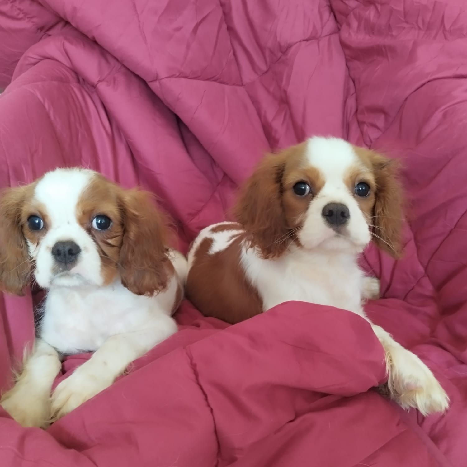 due cucciolo Cavalier king