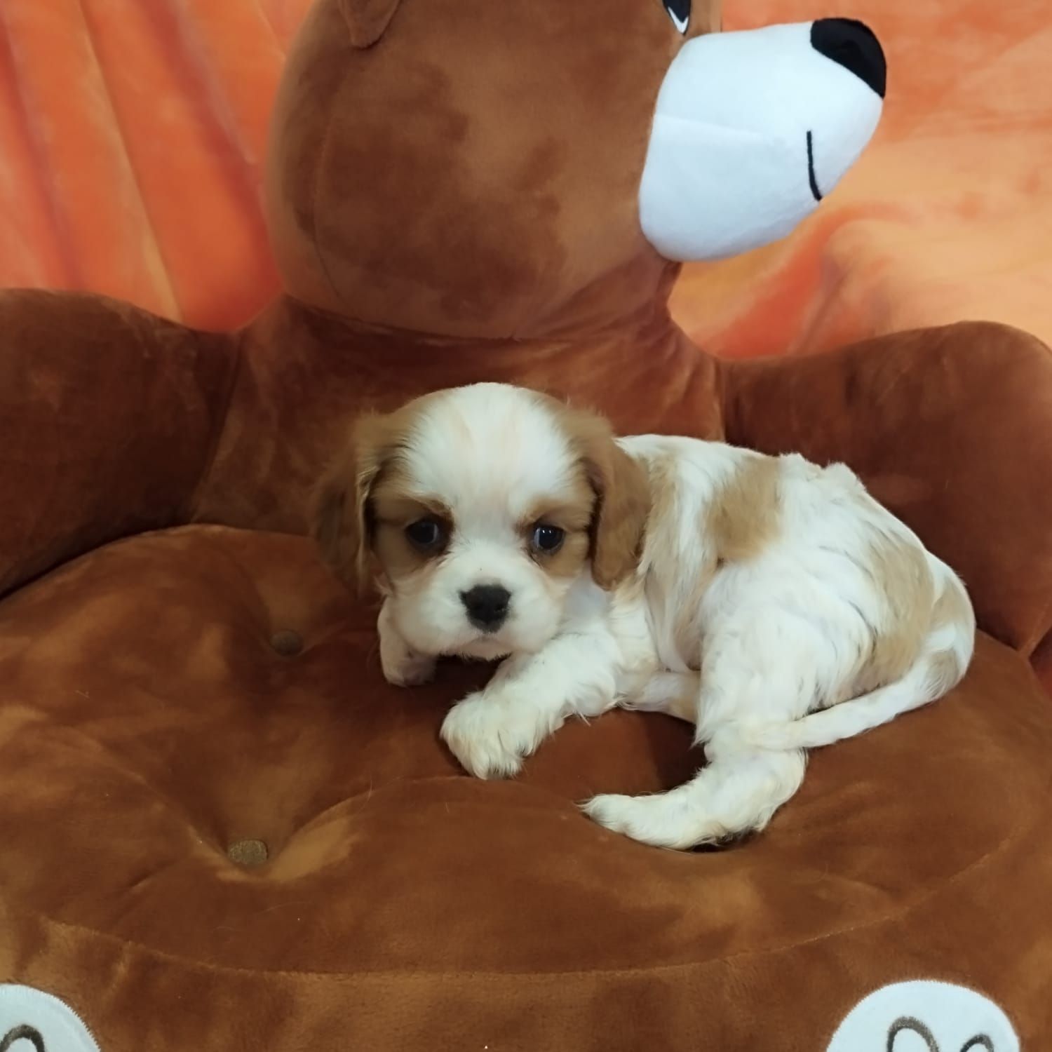 cavalier king marrone e bianco